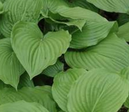 Hosta Plantaginea grandiflora