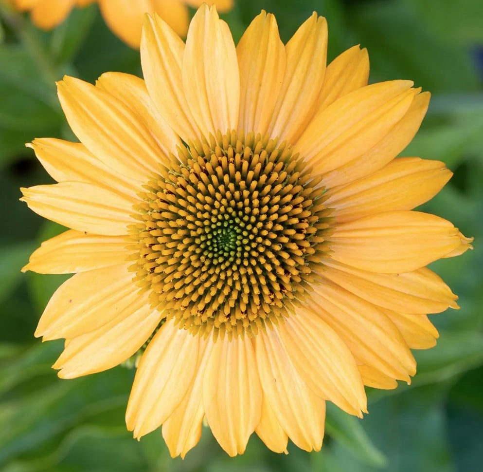 Echinacea Lakota Yellow  (r) vaso 1 lt.