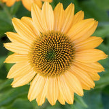 Echinacea Lakota Yellow  (r) vaso 1 lt.