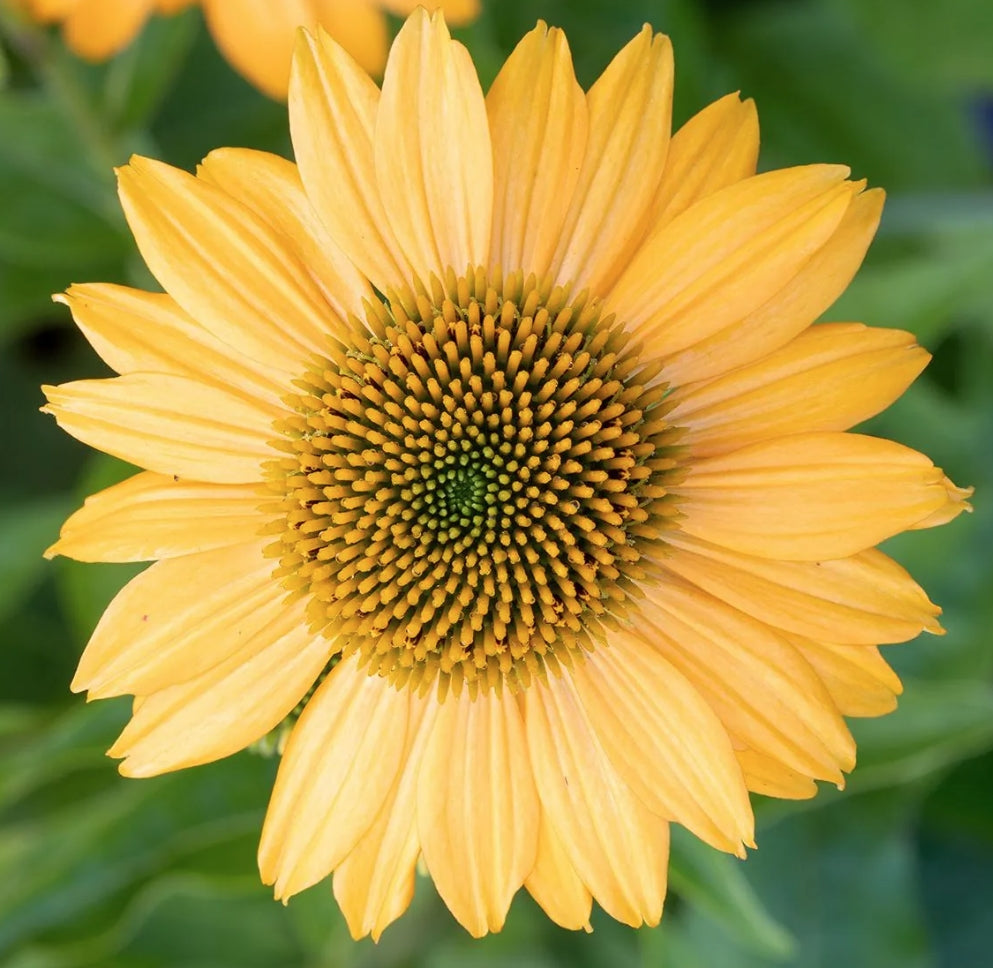 Echinacea Lakota Yellow  (r) vaso 1 lt.