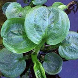 Alisma Parviflora Pianta palustre profondità 0-20 r.n.