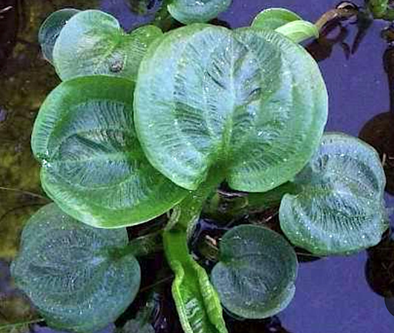 Alisma Parviflora Pianta palustre profondità 0-20 r.n.