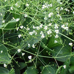 Alisma Parviflora Pianta palustre profondità 0-20 r.n.