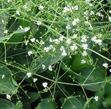 Alisma Parviflora Pianta palustre profondità 0-20 r.n.