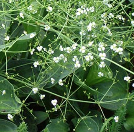 Alisma Parviflora Pianta palustre profondità 0-20 r.n.