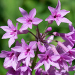 Tulbaghia violacea vaso 15 ( pianta per aiuola o per laghetti Paludosa)