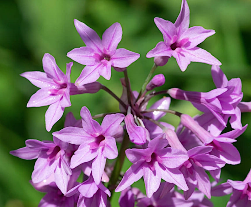Tulbaghia violacea vaso 15 ( pianta per aiuola o per laghetti Paludosa)
