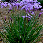 Tulbaghia violacea vaso 15 ( pianta per aiuola o per laghetti Paludosa)