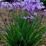 Tulbaghia violacea vaso 15 ( pianta per aiuola o per laghetti Paludosa)