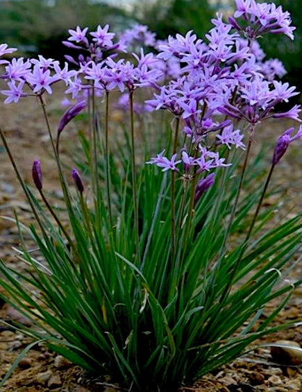 Tulbaghia violacea vaso 15 ( pianta per aiuola o per laghetti Paludosa)