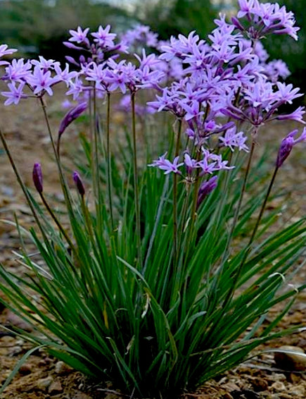 Tulbaghia violacea vaso 15 ( pianta per aiuola o per laghetti Paludosa)
