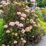 Hydrangea serrata 'Preziosa' vaso 18