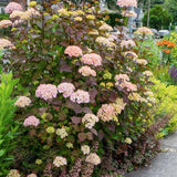 Hydrangea serrata 'Preziosa' vaso 18