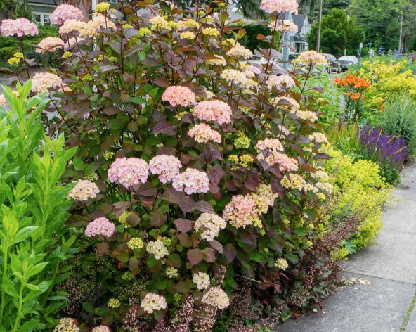 Hydrangea serrata 'Preziosa' vaso 18