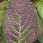 Hydrangea serrata 'Preziosa' vaso 18