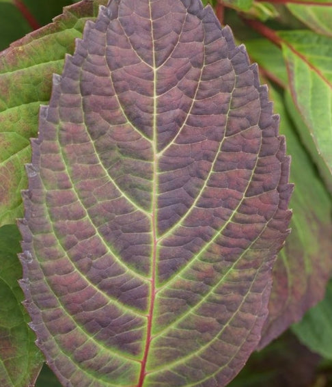 Hydrangea serrata 'Preziosa' vaso 18