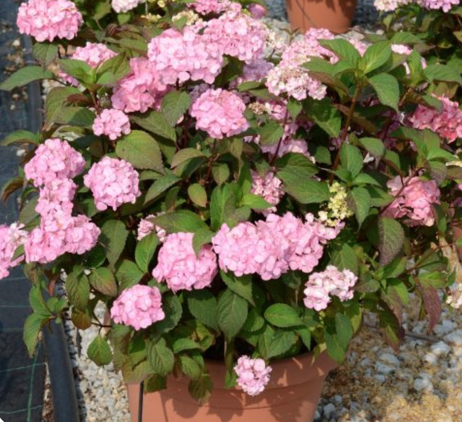 Hydrangea serrata 'Preziosa' vaso 18