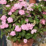 Hydrangea serrata 'Preziosa' vaso 18