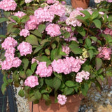 Hydrangea serrata 'Preziosa' vaso 18