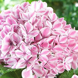 Hydrangea macrophylla Peppermint pinkn vaso 18/19