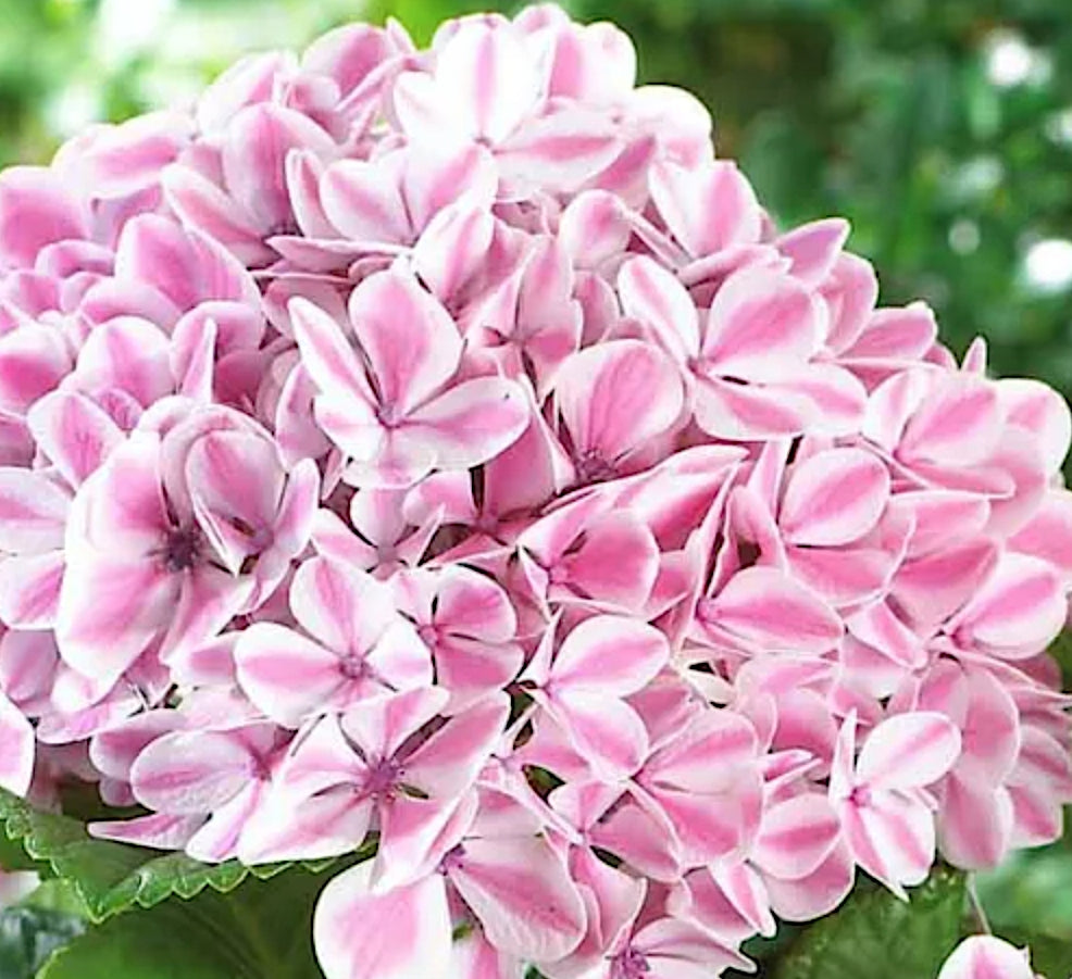Hydrangea macrophylla Peppermint pinkn vaso 18/19