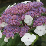 Hydrangea Aspera Rosemary Foster ® vaso 18/19