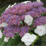 Hydrangea Aspera Rosemary Foster ® vaso 18/19