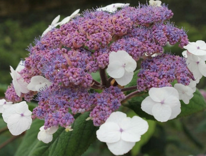 Hydrangea Aspera Rosemary Foster ® vaso 18/19