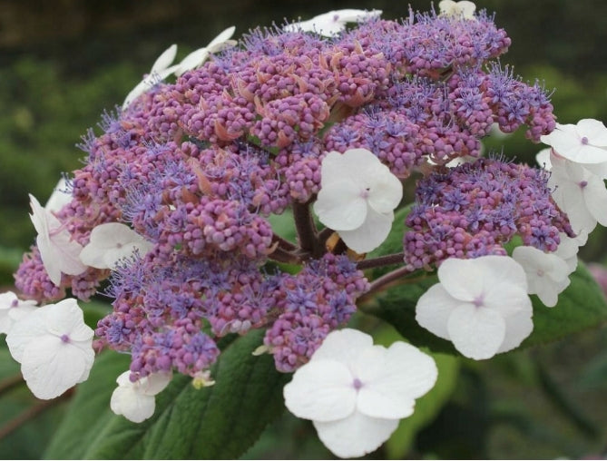 Hydrangea Aspera Rosemary Foster ® vaso 18/19