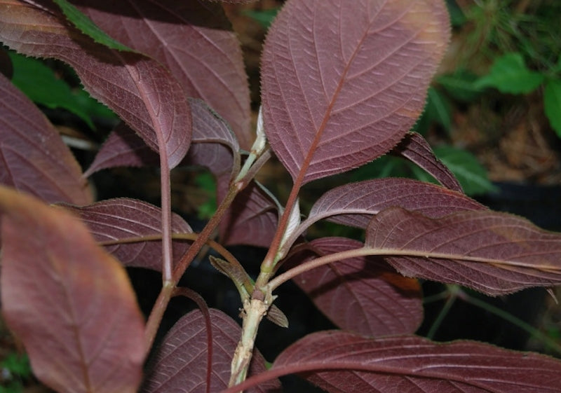 Hydrangea Aspera Rosemary Foster ® vaso 18/19