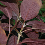 Hydrangea Aspera Rosemary Foster ® vaso 18/19