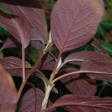 Hydrangea Aspera Rosemary Foster ® vaso 18/19