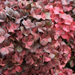 Hydrangea Macrophylla Chocolate Ever belles vaso 18/19