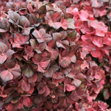 Hydrangea Macrophylla Chocolate Ever belles vaso 18/19