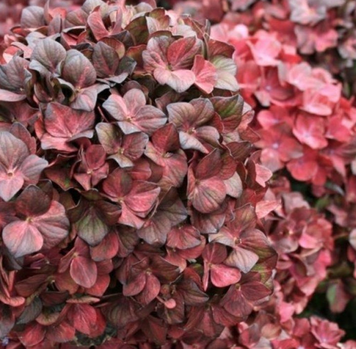 Hydrangea Macrophylla Chocolate Ever belles vaso 18/19