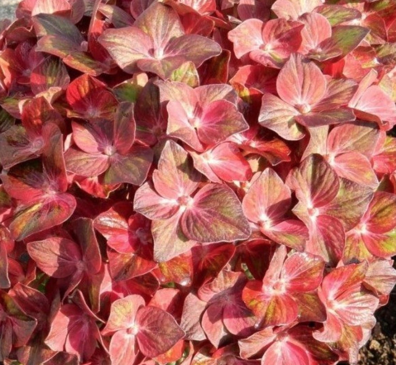 Hydrangea Macrophylla Chocolate Ever belles vaso 18/19
