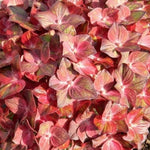 Hydrangea Macrophylla Chocolate Ever belles vaso 18/19