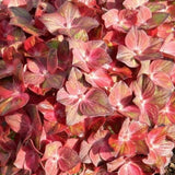 Hydrangea Macrophylla Chocolate Ever belles vaso 18/19