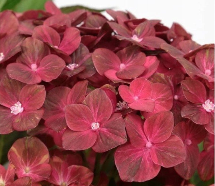 Hydrangea Macrophylla Chocolate Ever belles vaso 18/19