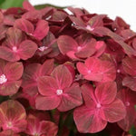 Hydrangea Macrophylla Chocolate Ever belles vaso 18/19