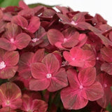 Hydrangea Macrophylla Chocolate Ever belles vaso 18/19