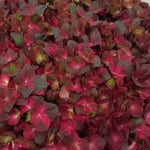Hydrangea Macrophylla Chocolate Ever belles vaso 18/19