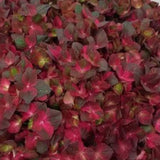 Hydrangea Macrophylla Chocolate Ever belles vaso 18/19