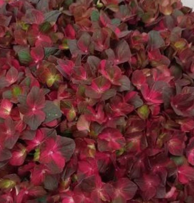 Hydrangea Macrophylla Chocolate Ever belles vaso 18/19
