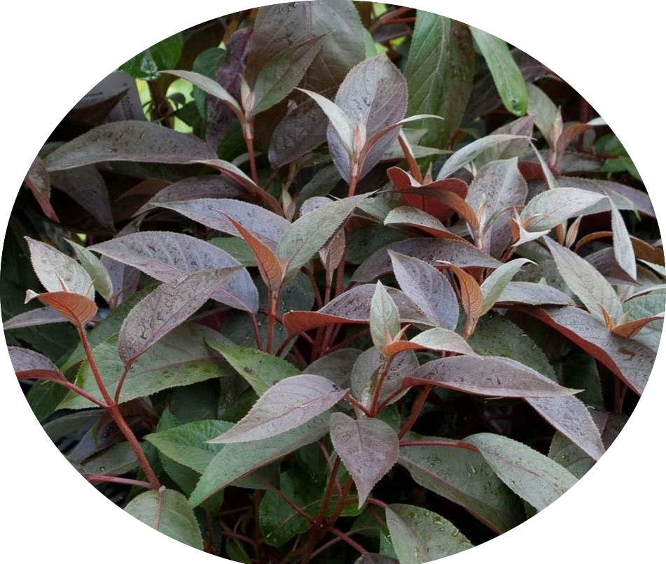 HYDRANGEA ASPERA.HOT CHOCOLATE ®  vaso 19