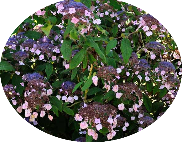 HYDRANGEA ASPERA.HOT CHOCOLATE ®  vaso 19