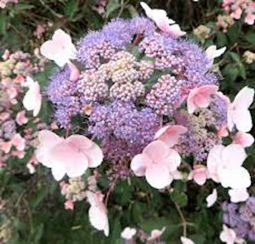 HYDRANGEA ASPERA.HOT CHOCOLATE ®  vaso 19