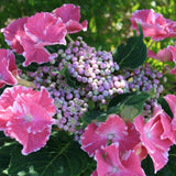 HYDRANgea MACRO. SO LONG® AYA vaso 19