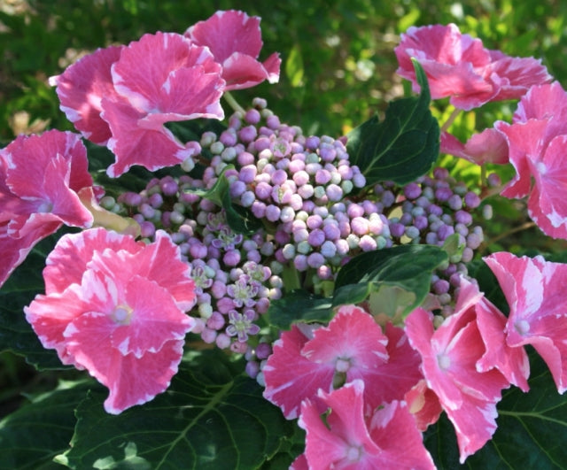 HYDRANgea MACRO. SO LONG® AYA vaso 19