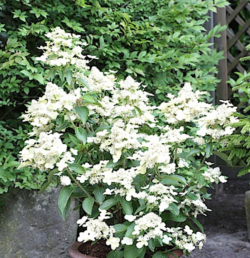 Hydrangea Paniculata Prim White vaso 19